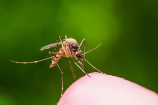 Найдено новое средство для борьбы с комарами