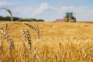 Бактерии рода Bacillus повышают устойчивость пшеницы к засухам