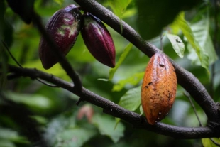 PLOS One: опасный вирус поразил какао-деревья в Западной Африке