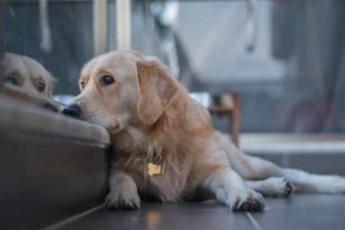 GeroScience: физическая и умственная активность продлевает жизнь пожилых собак