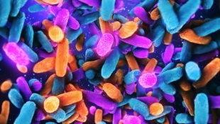 Ученые из Франции выяснили, как микробиом кишечника влияет на чувство справедливости людей