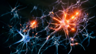 Ученые выяснили, как мозг адаптируется к возрастному снижению когнитивных функций