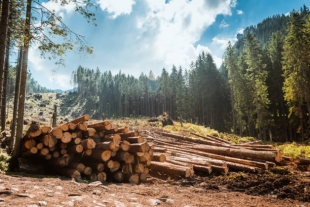 Nature: вырубка лесов ускоряет утрату биологического разнообразия в мире