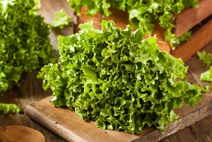 Специалисты рассказали, какими должны быть условия хранения листового салата