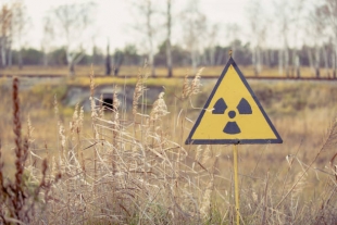 Авария в Чернобыле не отразилась на эволюции червей-нематод
