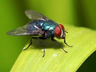 Nature: ученые выяснили, как глобальное потепление влияет на мух