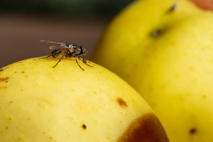 Nature Communications: ученые нашли диету, увеличивающую продолжительность жизни плодовых мушек