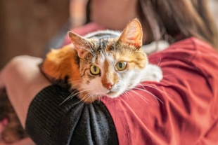 Исследователи выяснили, почему для некоторых кошек препараты от паразитов противопоказаны