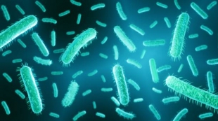 Nature: связанные с болезнями десен бактерии повышают риск развития рака кишечника