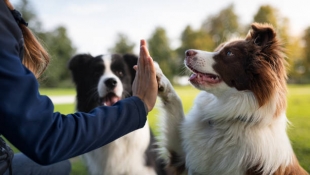 Animal Cognition: собаки постоянно слушают разговоры людей