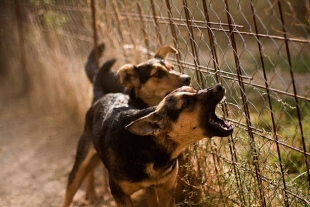 Ученые из США нашли причину вспышек агрессии у собак