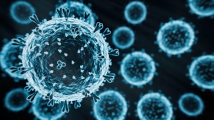 Кошки стали переносчиками птичьего гриппа H5N1