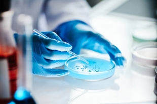 Scientific Reports: смесь пробиотиков может защитить людей от развития деменции