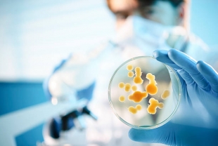Ученые обеспокоены распространением опасного грибка Aspergillus fumigatus на новые территории