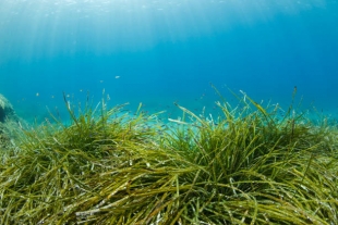 Эколог предлагает выращивать морскую траву для приготовления хлеба