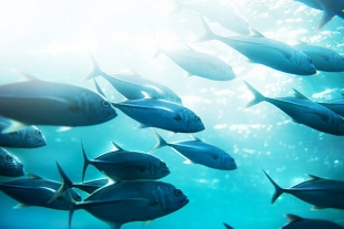 Ecotoxicology: в 67 % видов тунца и акул присутствует небезопасное количество ртути