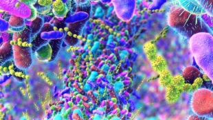 Ученые выяснили, как микробиом кишечника влияет на процессы старения