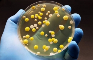Представлены новые способы выявления антибиотиков в почве и овощах