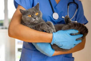 Представлена вакцина, способная защитить кошек от опасной болезни почек