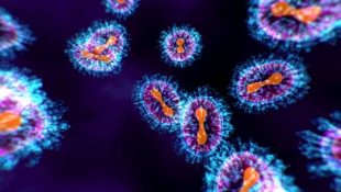 Nature Microbiology: вирус птичьего гриппа совершенствует способность заражать людей
