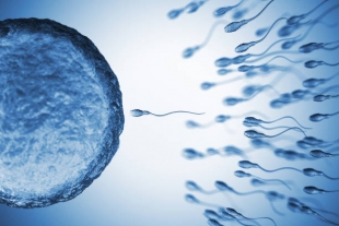 The Guardian: разная продолжительность жизни мужчин и женщин связана с половыми клетками