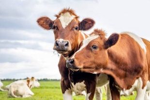 Коровы с улучшенным потоотделением способны справиться с глобальным потеплением