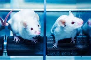 Применяемое для лечения диабета и снижения аппетита вещество не действует на самок мышей