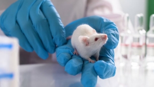 Science: активация гена ALDH1A2 приводит к регенерации хрящей и нервов у мышей