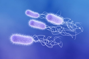 Nature Chemistry: кишечная палочка помогла получить парацетамол из пластика