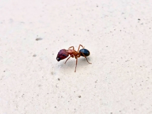 Ученые рассказали, как флоридские муравьи спасают жизни сородичам