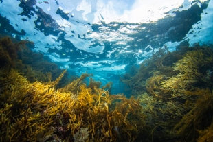 В России создали биоуголь из морских водорослей и трав