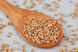 Seed Biology: ростки пшеницы продлили жизнь плодовым мушкам