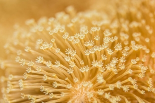 Из морских грибов выделили новые противоопухолевые соединения
