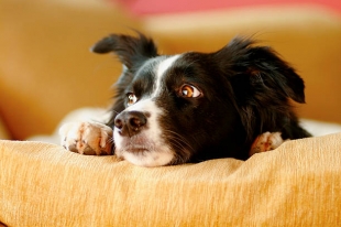 Стресс человека негативно влияет на эмоциональное состояние собак