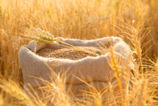 Найдены гены, ответственные за концентрацию химических элементов в пшенице