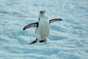 Биологи совершили уникальное открытие о жизни антарктических пингвинов