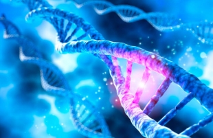 Связанные с размножением мутации в геноме человека мешают долголетию