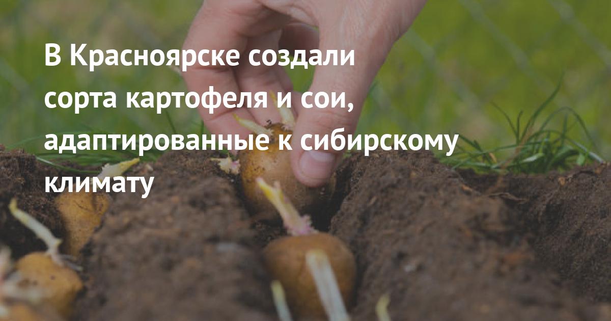 В Красноярске создали сорта картофеля и сои, адаптированные к сибирскому климату